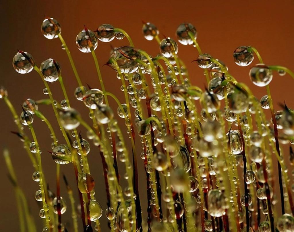 лев толстой гроза в лесу. в каждой травинке в каждой капле. найди и исправь ошибки каждой травинке. какая бывает роса на траве. отражение в капле воды.