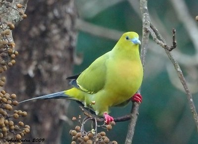 Японский зеленый голубь