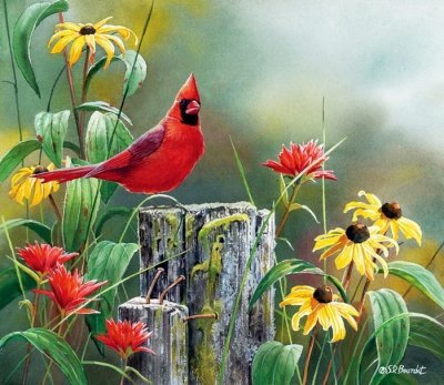 Сьюзен Бордет и ее потрясающие картины птиц