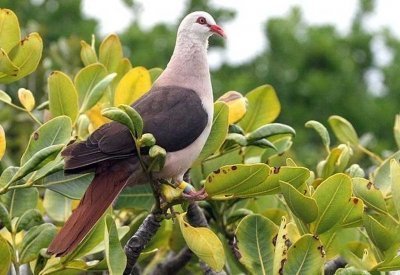 Розовый голубь