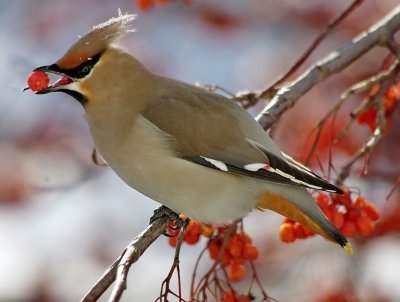 Свиристель