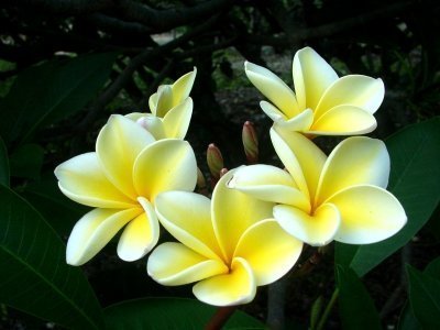 Самые красивые цветы планеты, часть 1