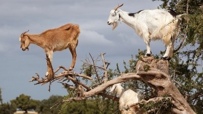 Марокко, козы пасутся на деревьях