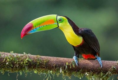 Радужный тукан