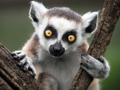 Кошачий, или кольцехвостый лемур (Lemur catta)