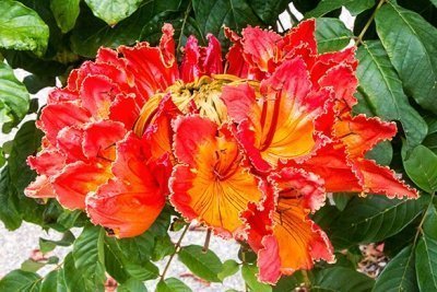 Самые красивые цветы планеты, часть 2