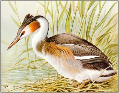 Базиль Эде и его прекрасные картины птиц