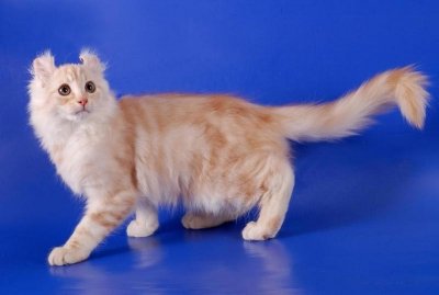 Карликовые породы кошек,     часть  3