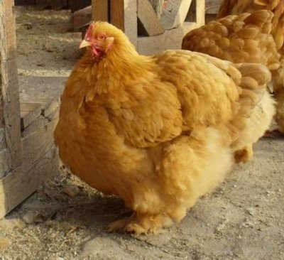 Куры породы Кохинхин