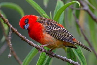 Красный фуди