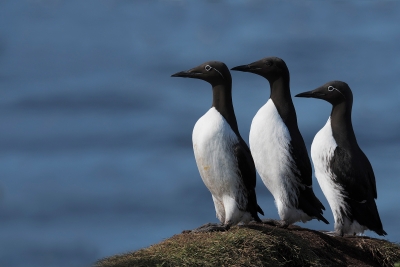 Толстоклювая кайра