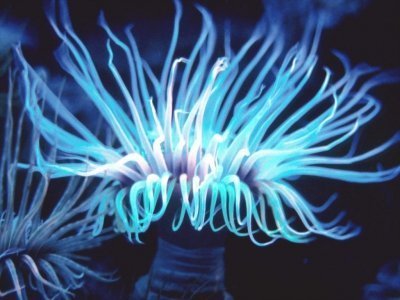 Светящиеся  существа, часть 1