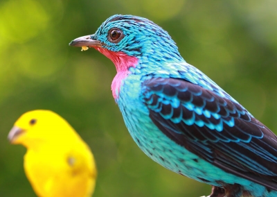 Блестящая настоящая котинга