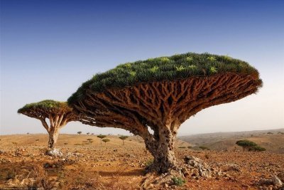 Драконово дерево