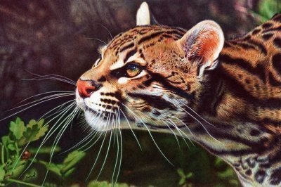 Рисунки шариковой ручкой от Самуэля Сильва (Samuel Silva)