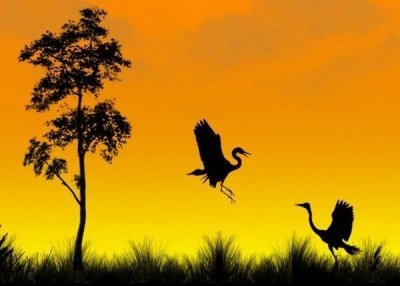 Навид Мугал. Фото силуэты