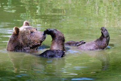 Животные купаются