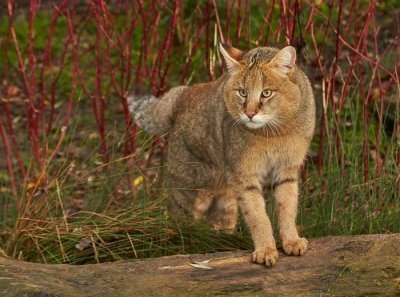Редкие представители семейства кошачьих, часть 4. Хаус