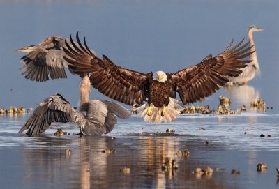 Птичий конкурс Audubon Photography  Awards 2016