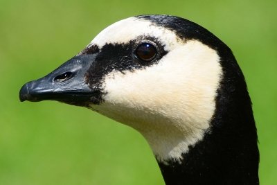 Белощёкая казарка