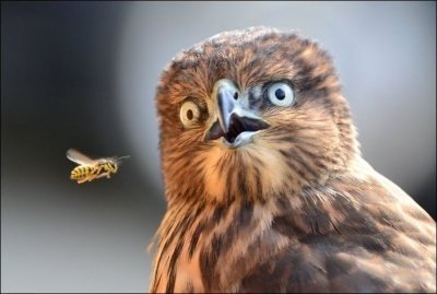 Удивленные животные