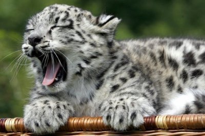 Зевающие животные