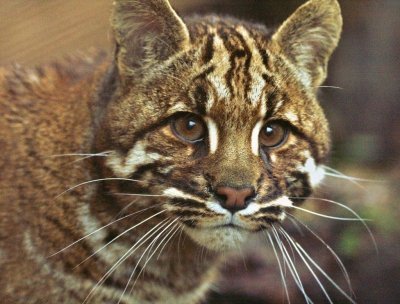 Калимантанская кошка