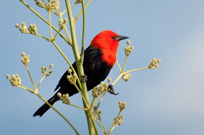 Красноголовый трупиал