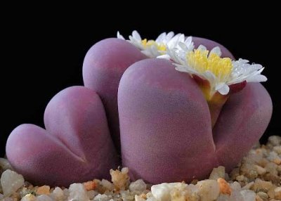 Литопсы — «живые камни»