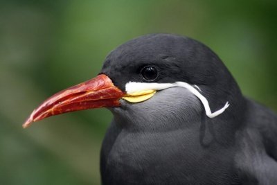 Крачка-инка