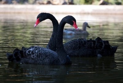 Чёрный лебедь