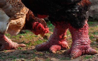 Га Донг Тао - самая редкая порода кур