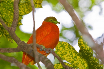 Оранжевый пестрый голубь