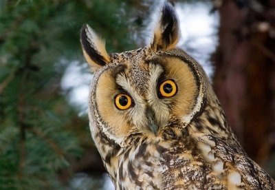 Ушастая сова