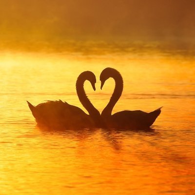 Сердца в природе