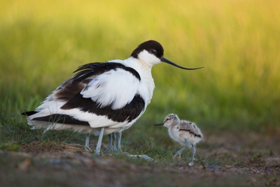 Шилоклювка