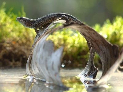 Эти удивительные ящерицы