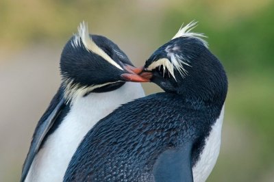 Хохлатый пингвин