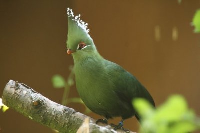 Бананоед  Ливингстона