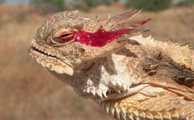 10 животных с  суперспособностями