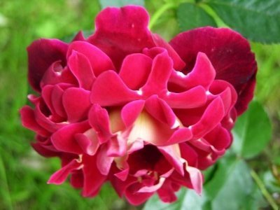 Розы серии Раффлс (Ruffles)