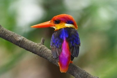 Рубиновый зимородок