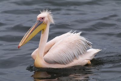 Розовый пеликан