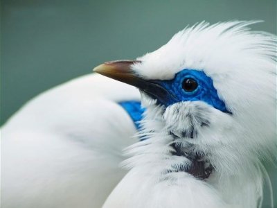 Балийский скворец