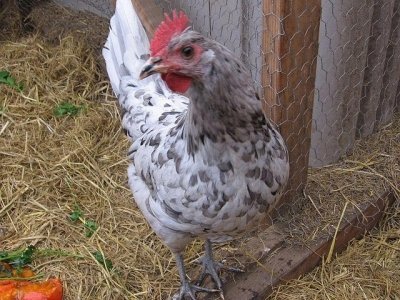 Куры породы «Андалузская голубая»