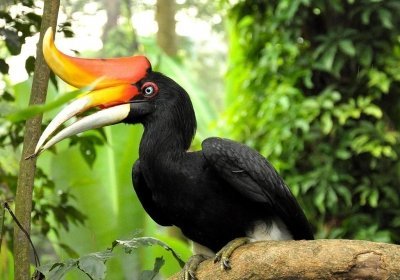 Малайский калао