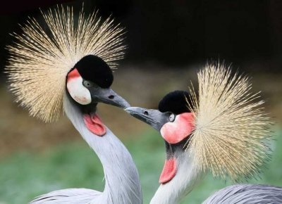 Венценосный журавль