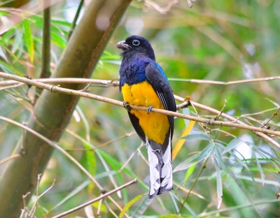 Белохвостый трогон