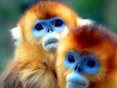 Золотистая курносая обезьяна (Pygathrix roxellana)