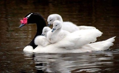 Черношейный лебедь